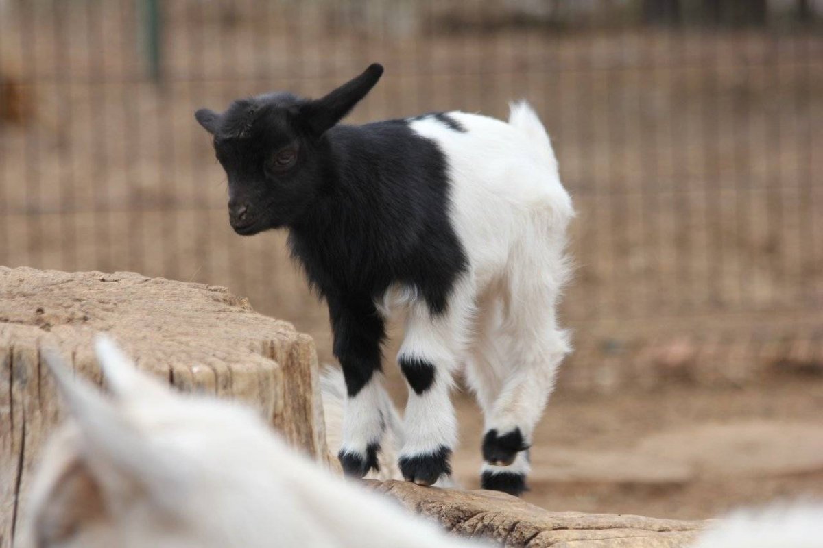 Камерунские Карликовые козлята