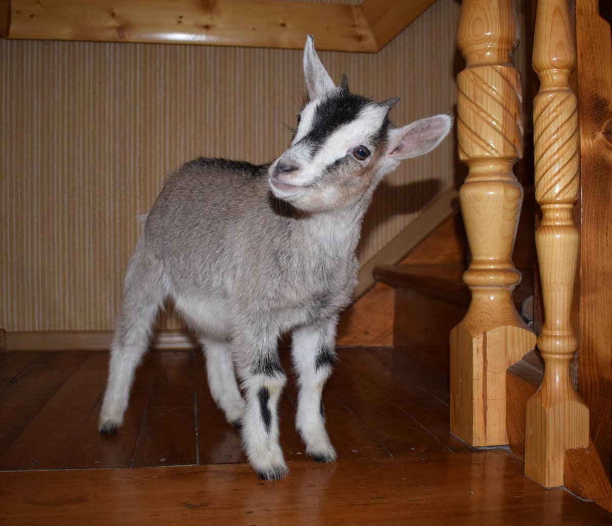 Коза и котенок