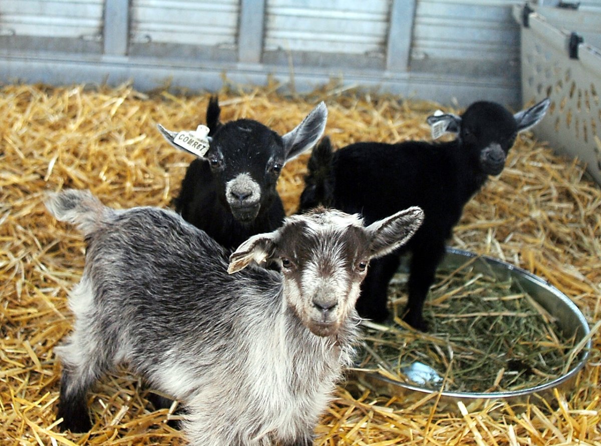 Презентация питомника