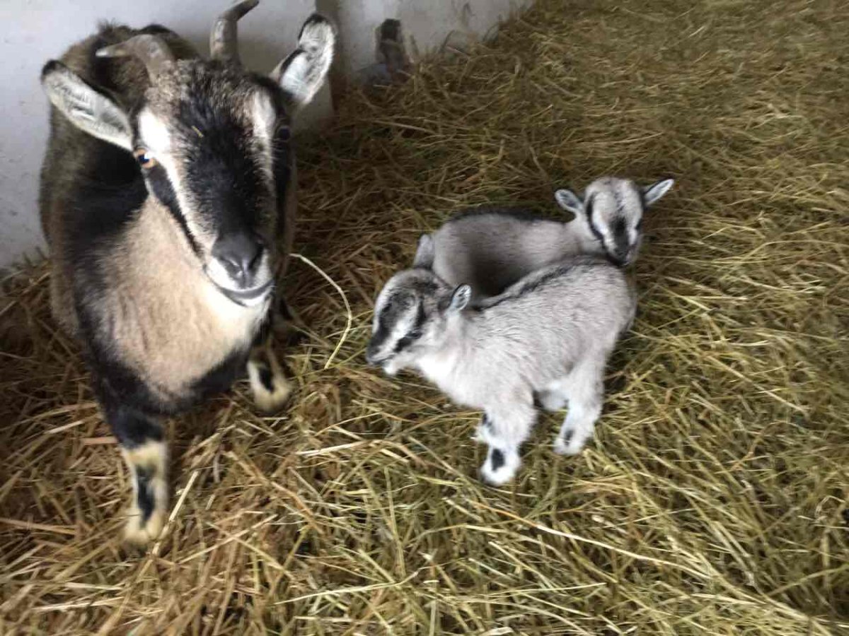 Малагуэнья порода коз