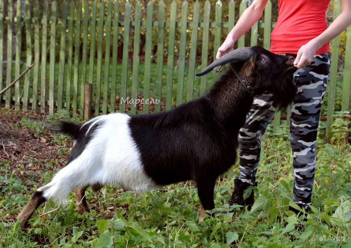 Карликовая коза Пигмей