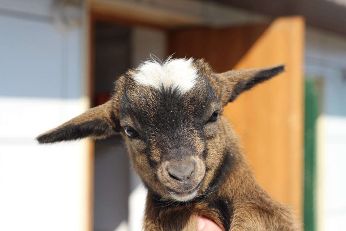 Маленькие козлята