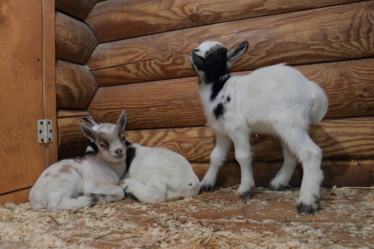 Домашние животные в Мариуполе