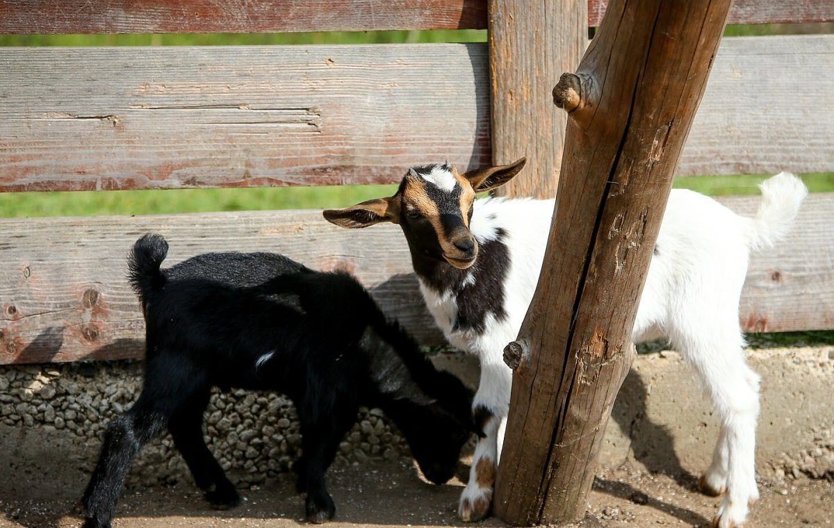 Gribbly Goat attitude Notes