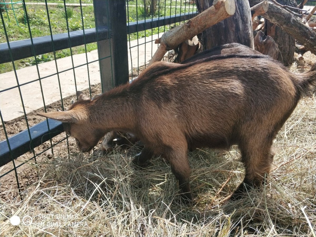 Шир камерунские козы