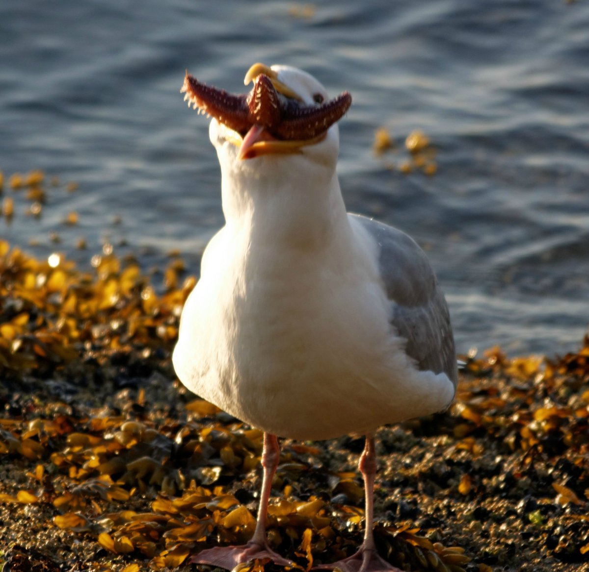 Чайка смешно
