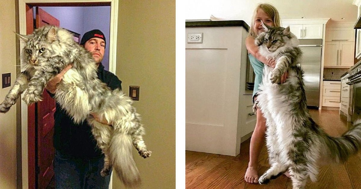 Мейн кун Браун табби