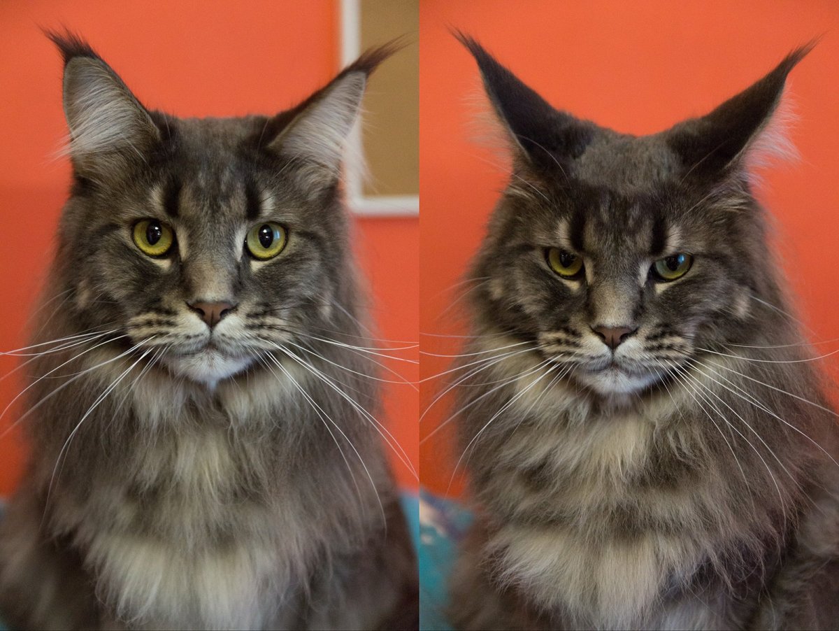 Мейн кун Европейский и американский разница фото