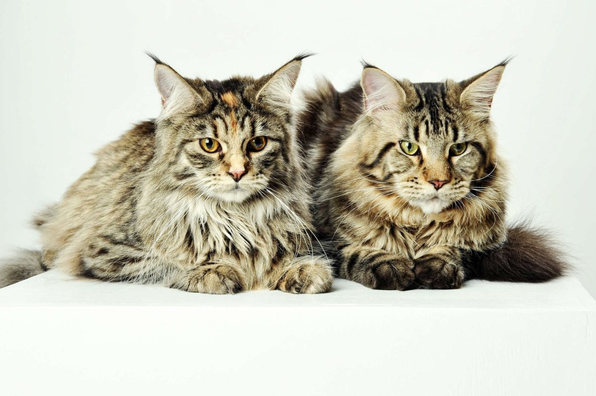 Американский Мейн кун