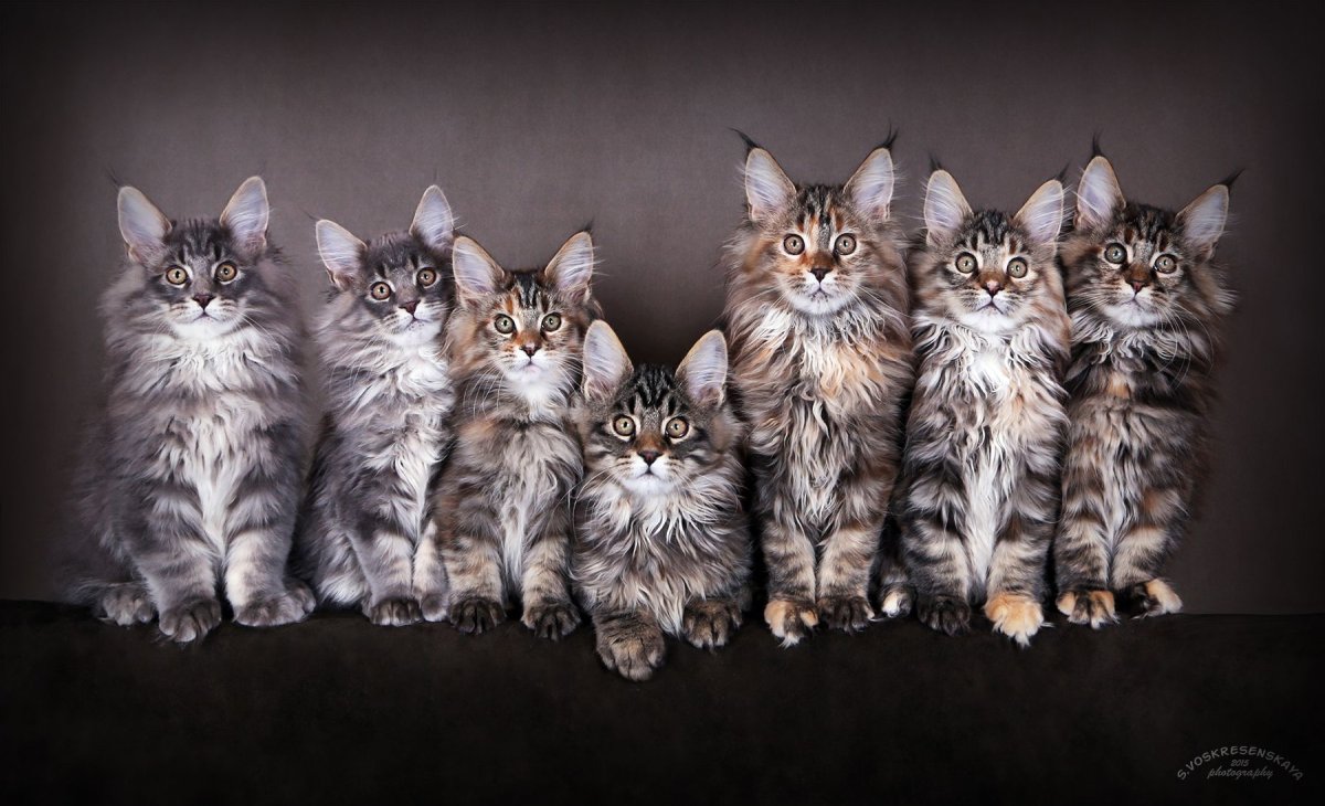 Кошка Мейн кун с котятами