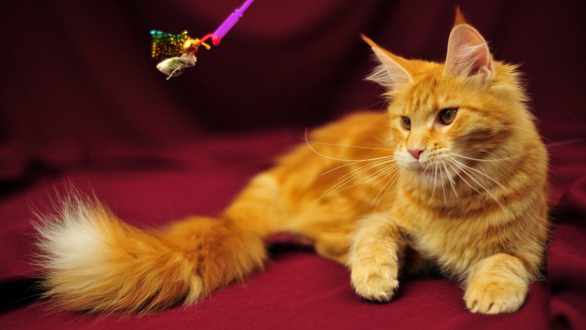 Голова Мейн куна стандарт