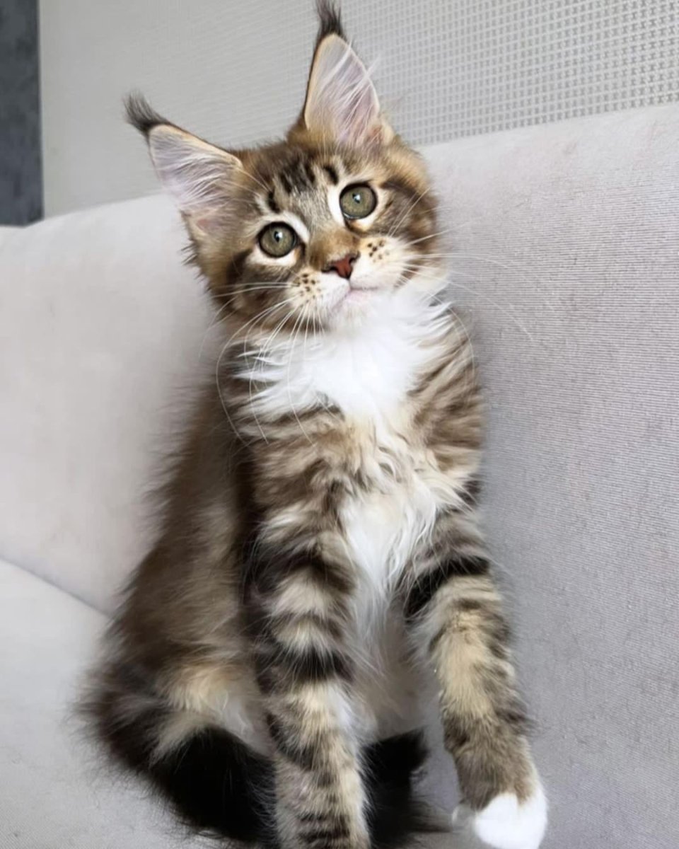 Кошки Мейн куны летом