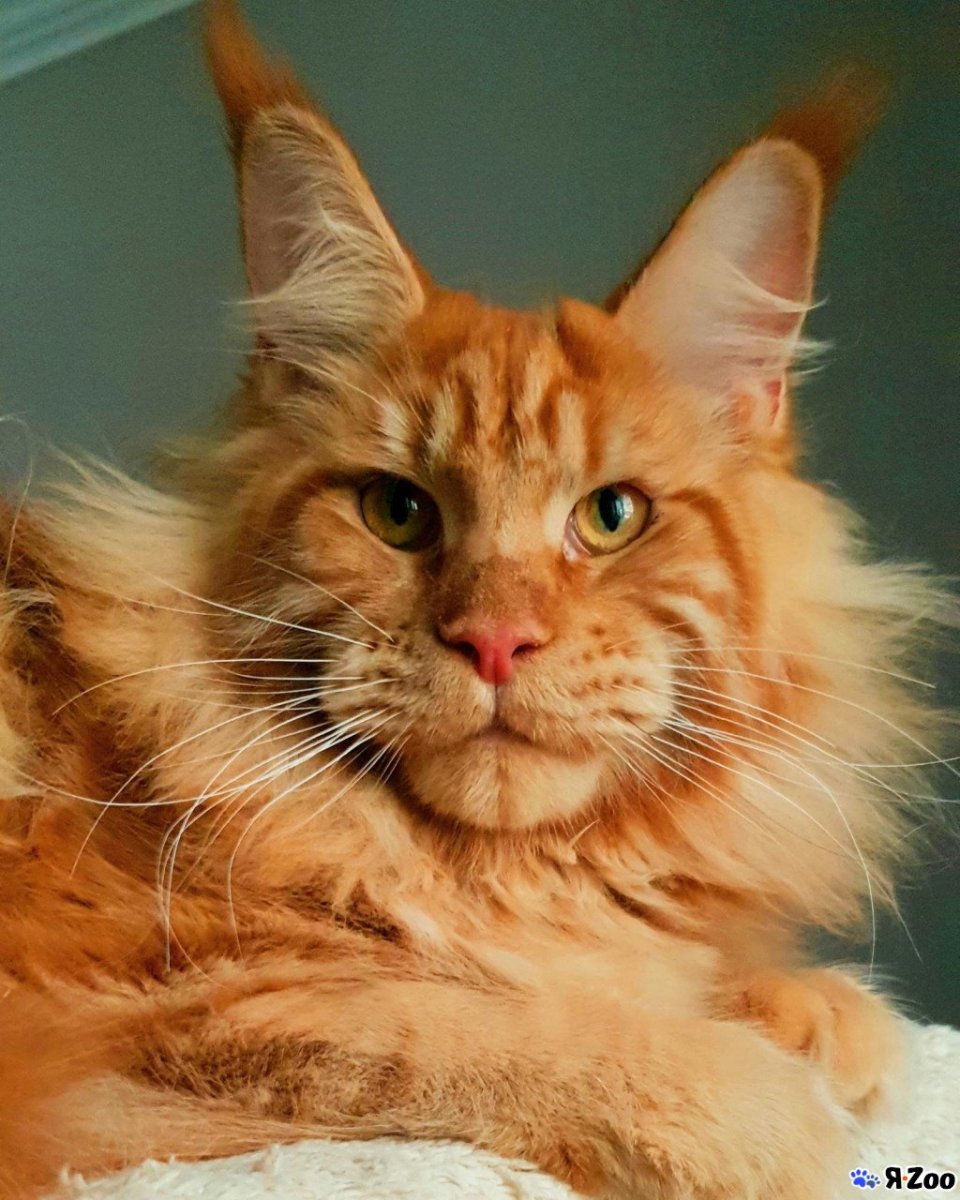 Кошка Павла воли Мейн кун