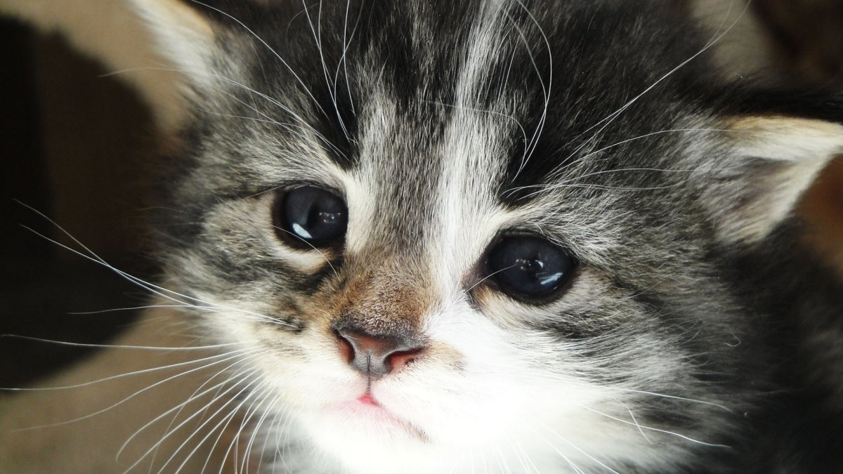 Милые котики Эстетика