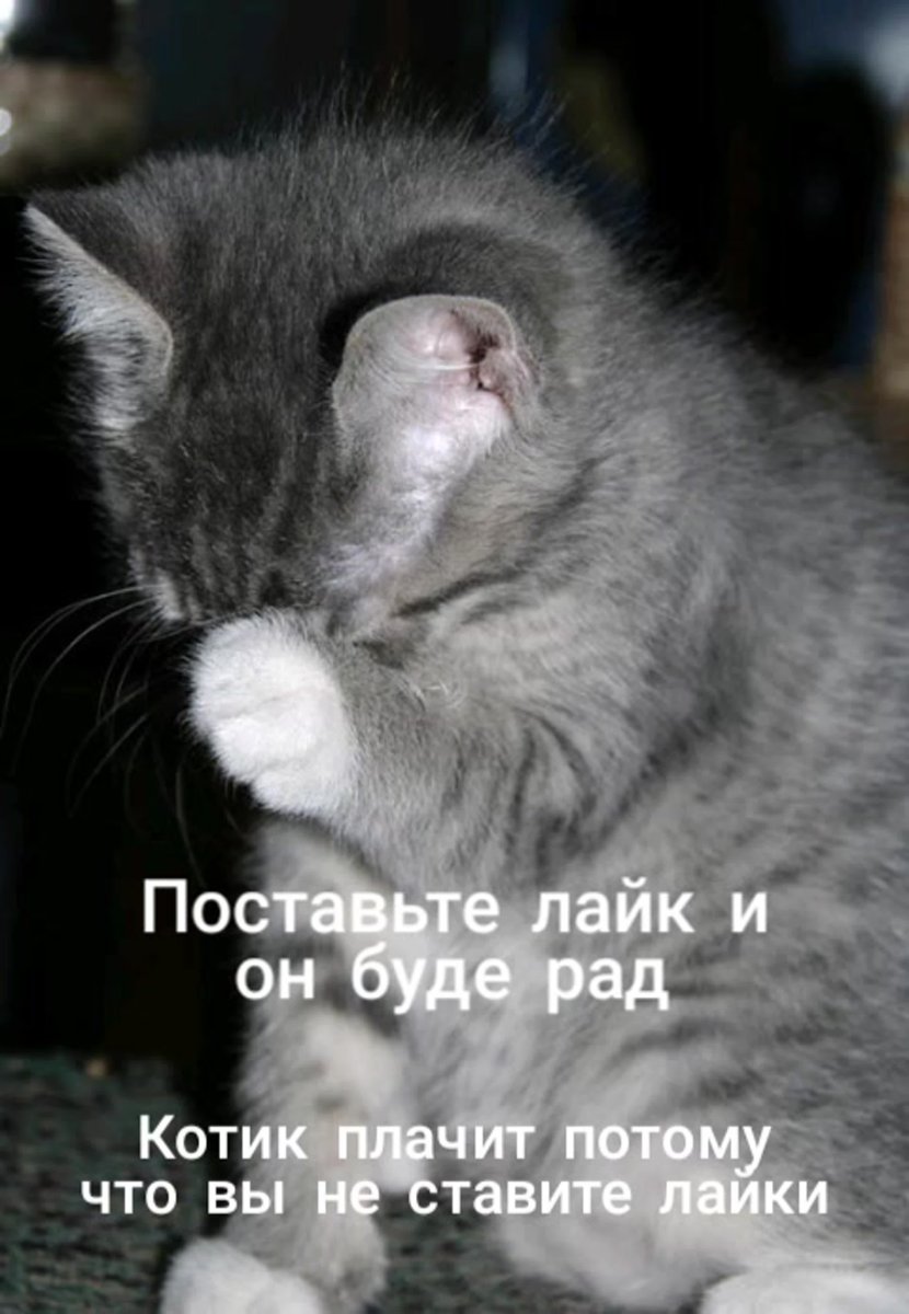 Милый котик