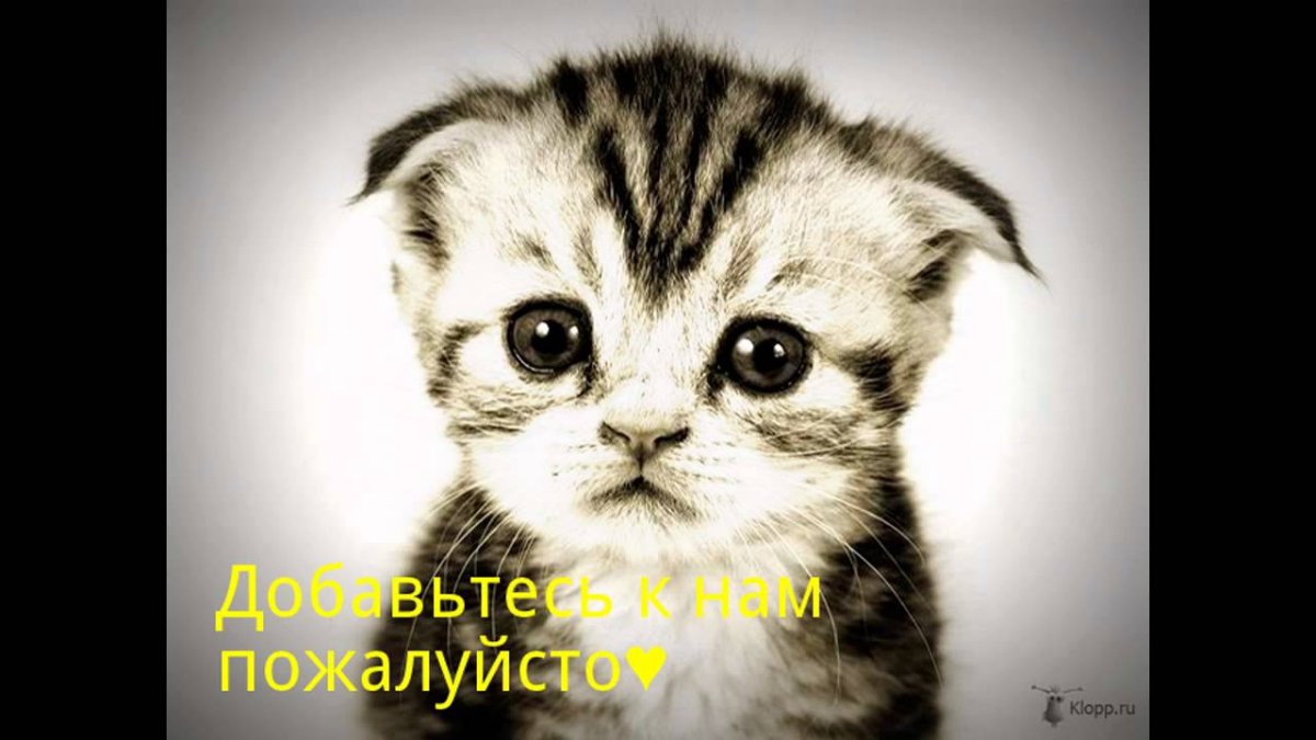 Плачущий котенок