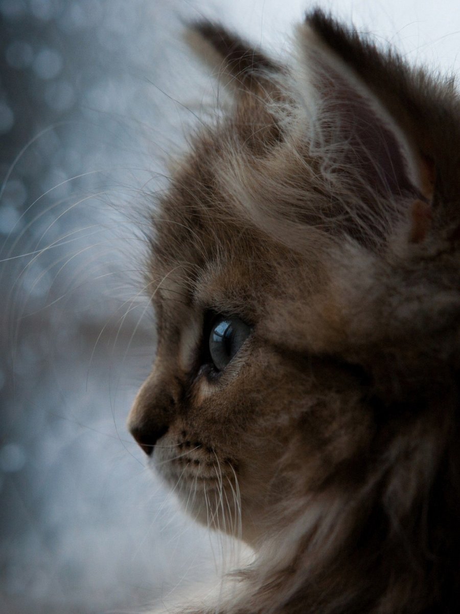 Плачущая кошка