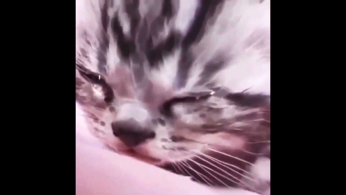 Жалко котёнка