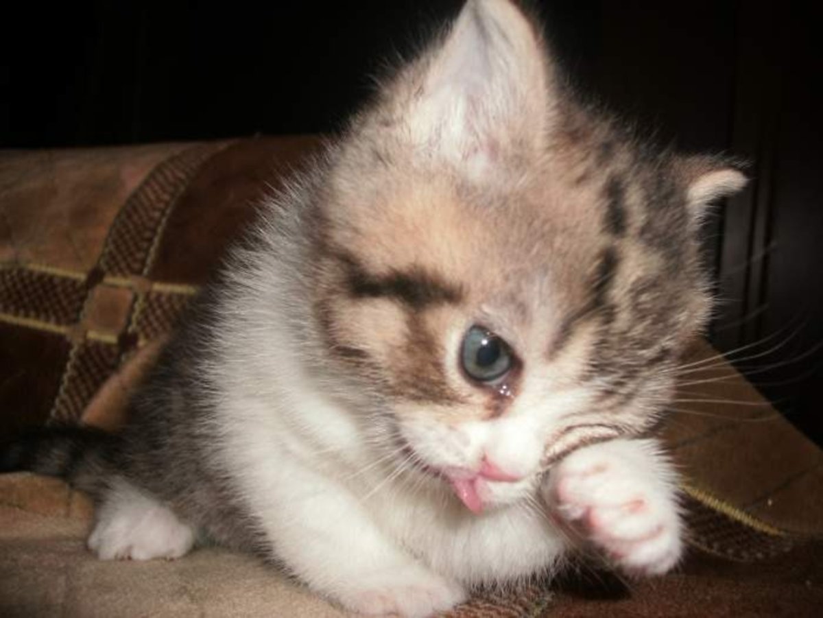 Плачущий кот