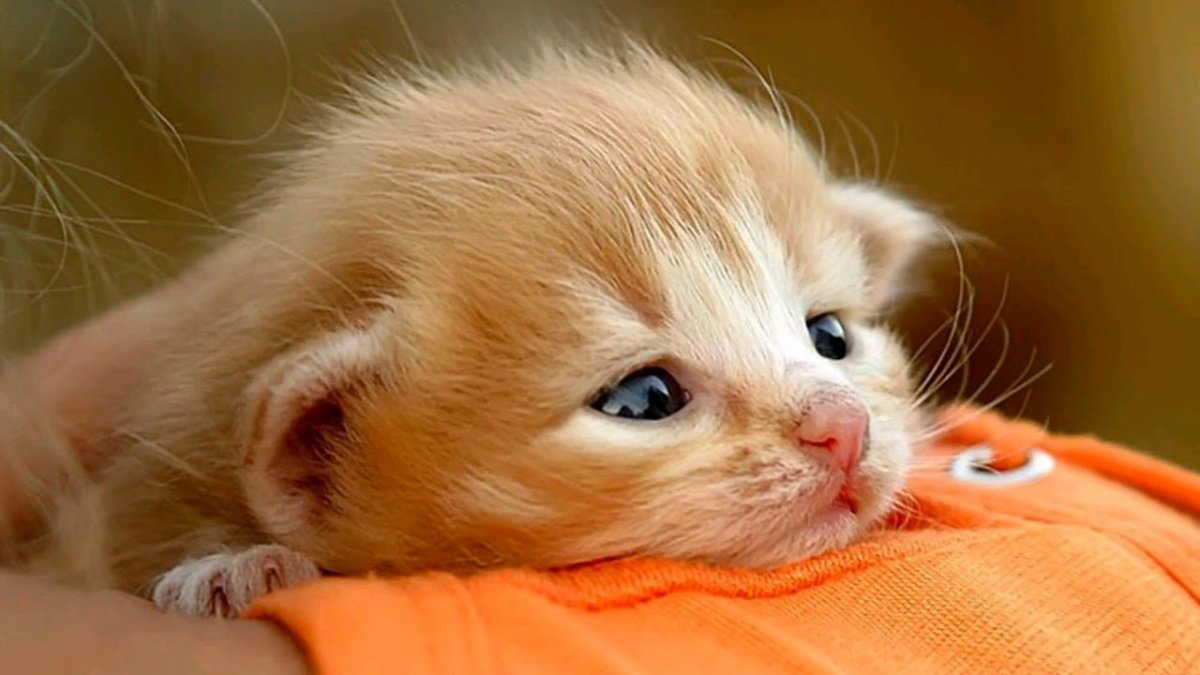 Котенок плачет гиф