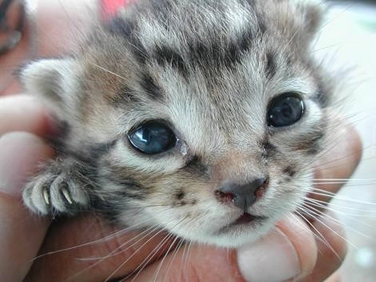 Милый котенок