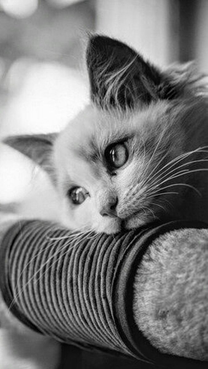 Грустный взгляд кота