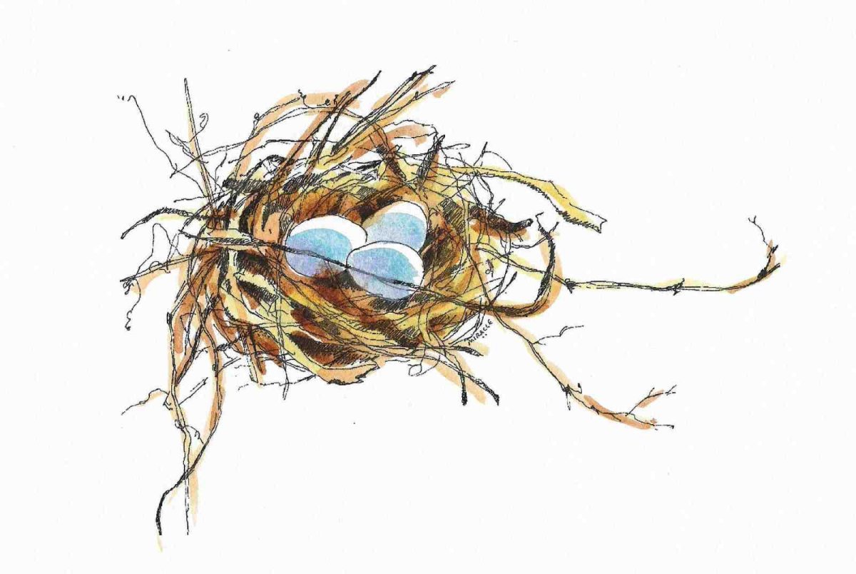 Птицы в гнезде акварель