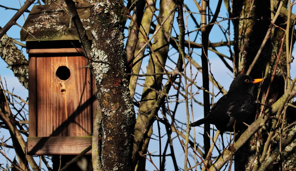 Скворечник для дрозда