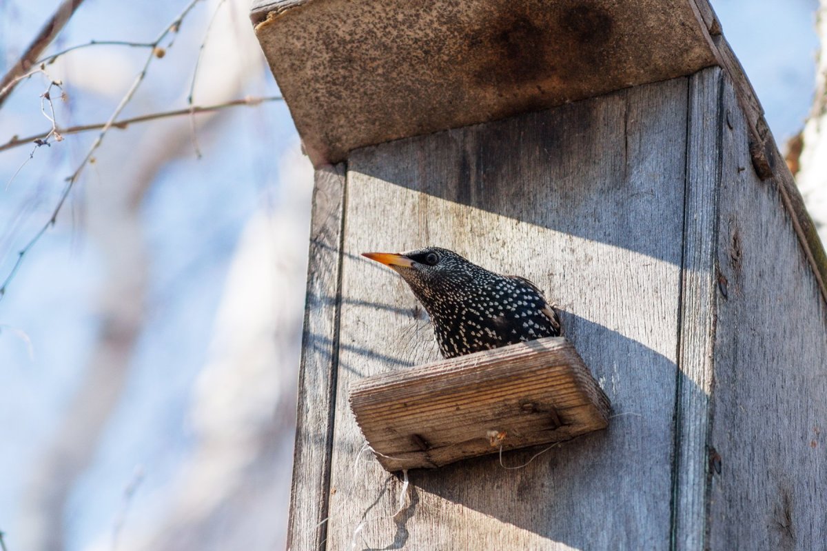 Гнезда Скворцов