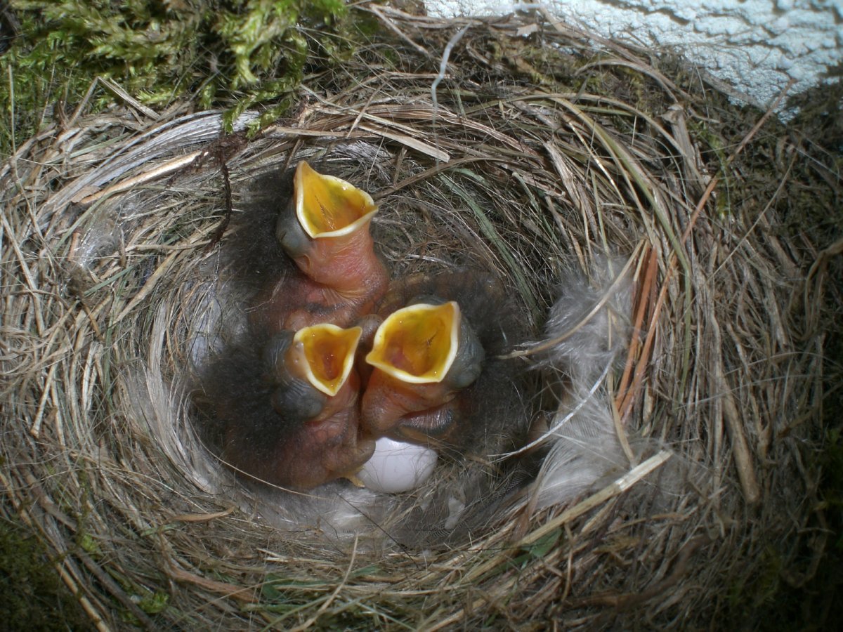 Обыкновенная горихвостка гнездо