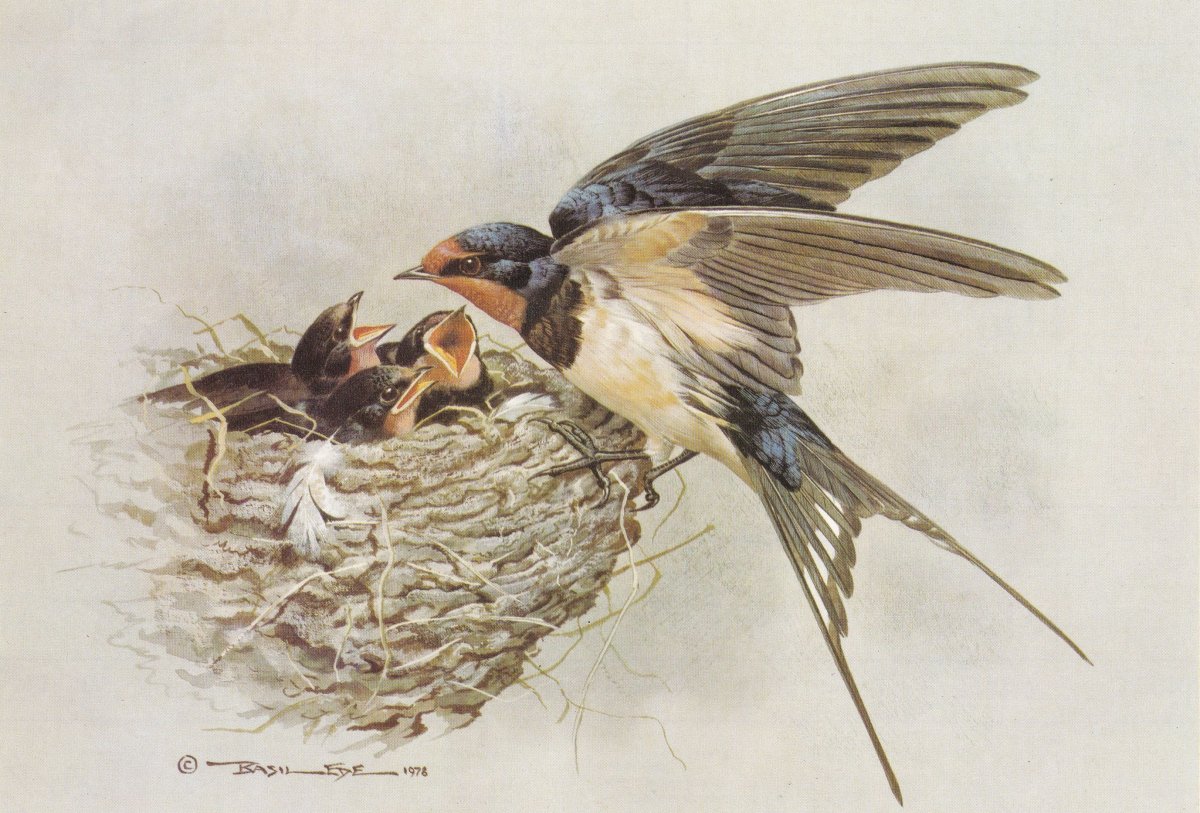 Чарльз Войси ласточки