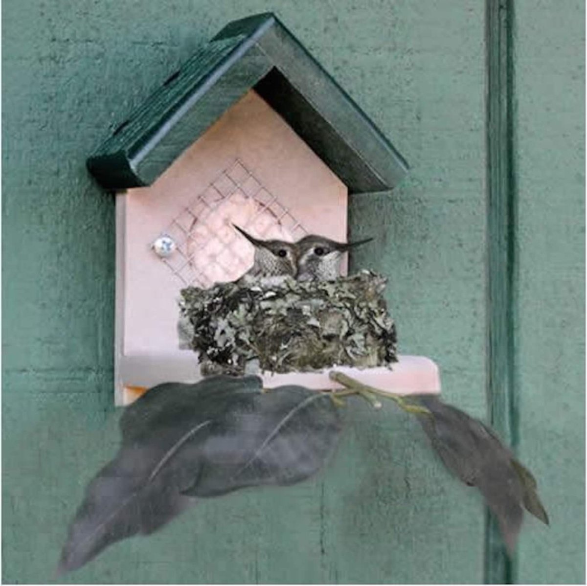 Домики животных в природе