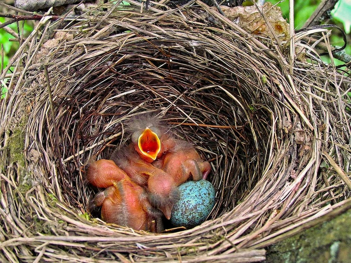 Гнезда Скворцов