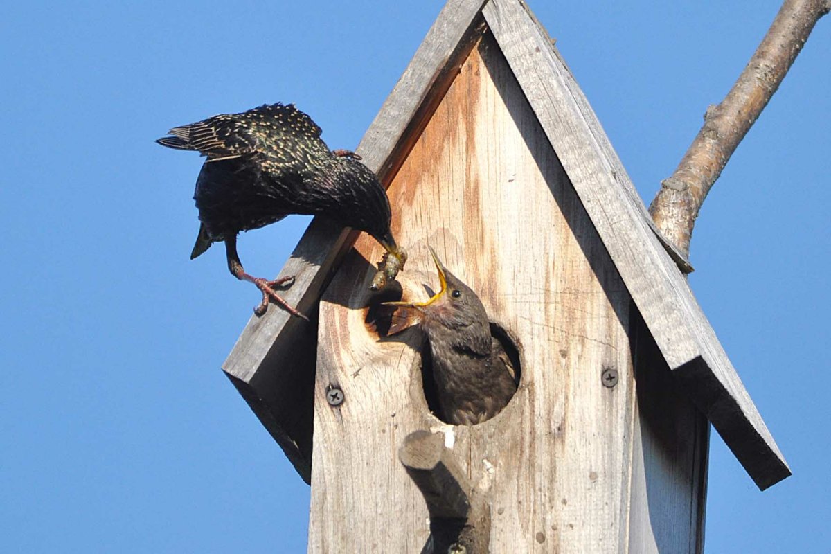 Скворец в скворечнике