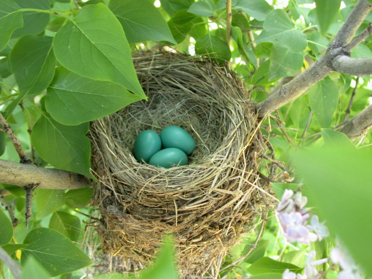 Обыкновенный скворец гнездо