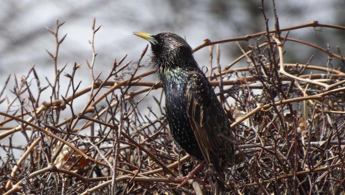 Насекомоядные птицы скворец