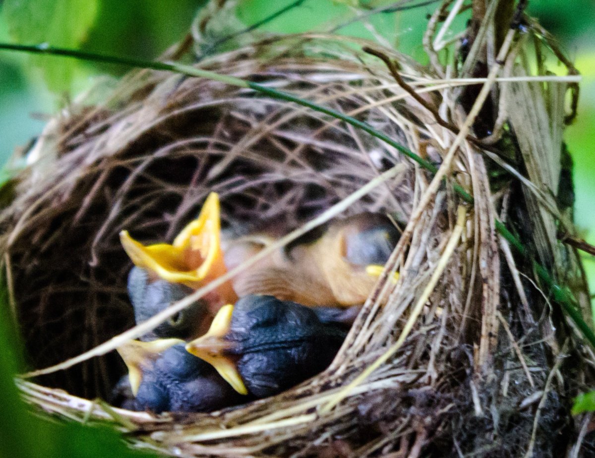 Птенцы лесных птиц