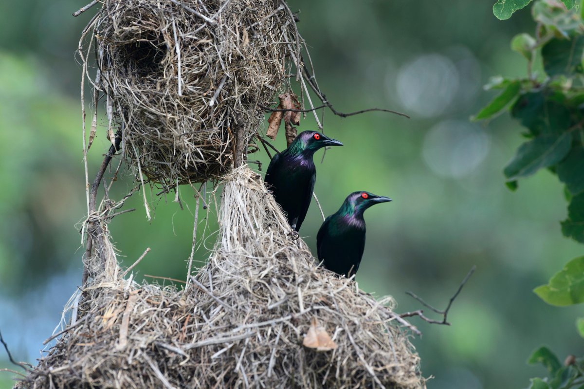 Гнезда Скворцов