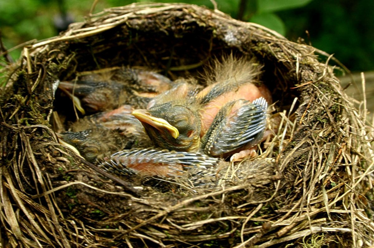 Чернозобый Дрозд птенец