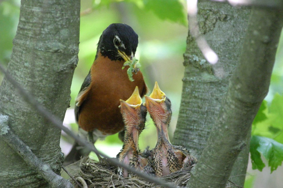 Птицы выкармливают птенцов
