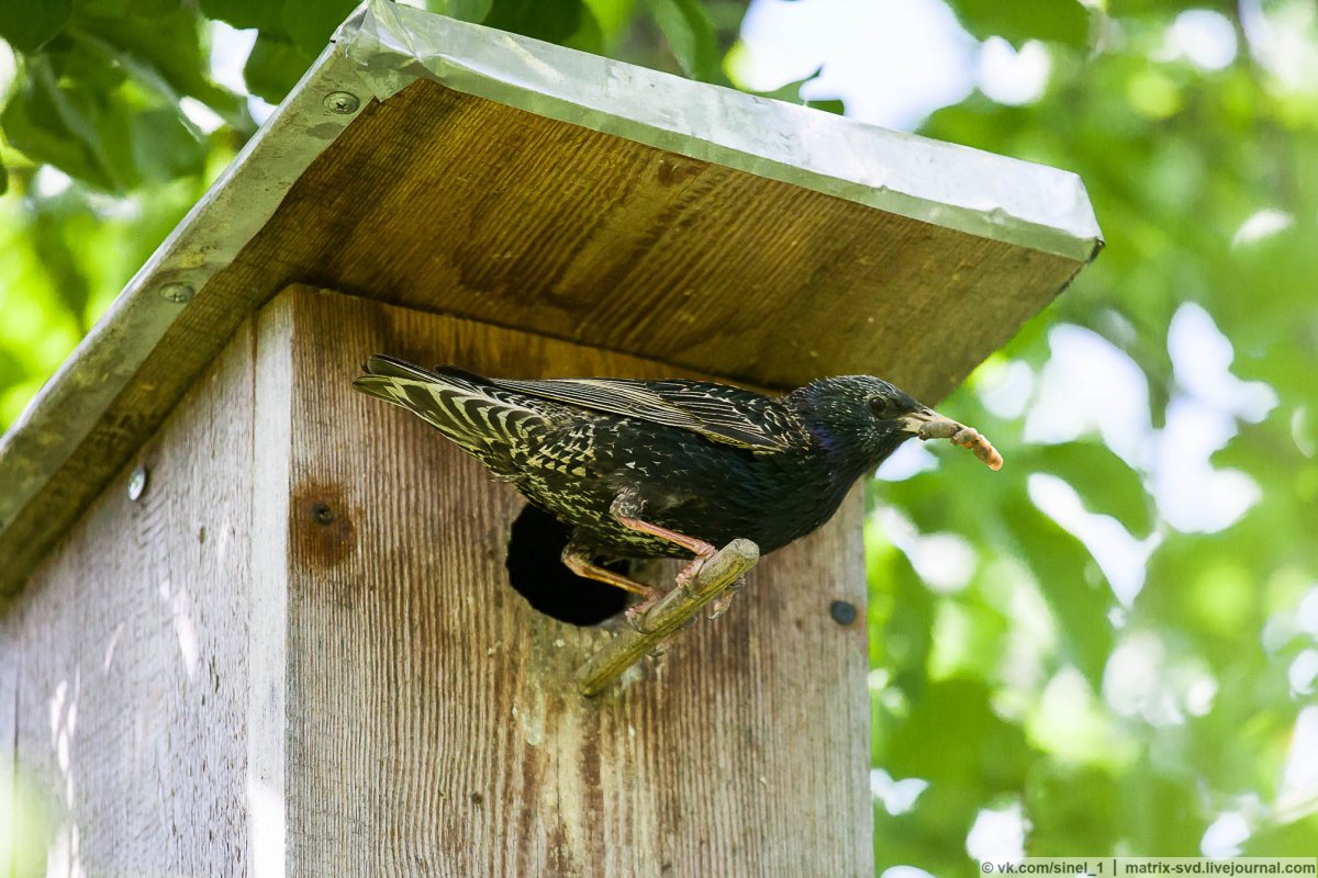 Скворец возле скворечника
