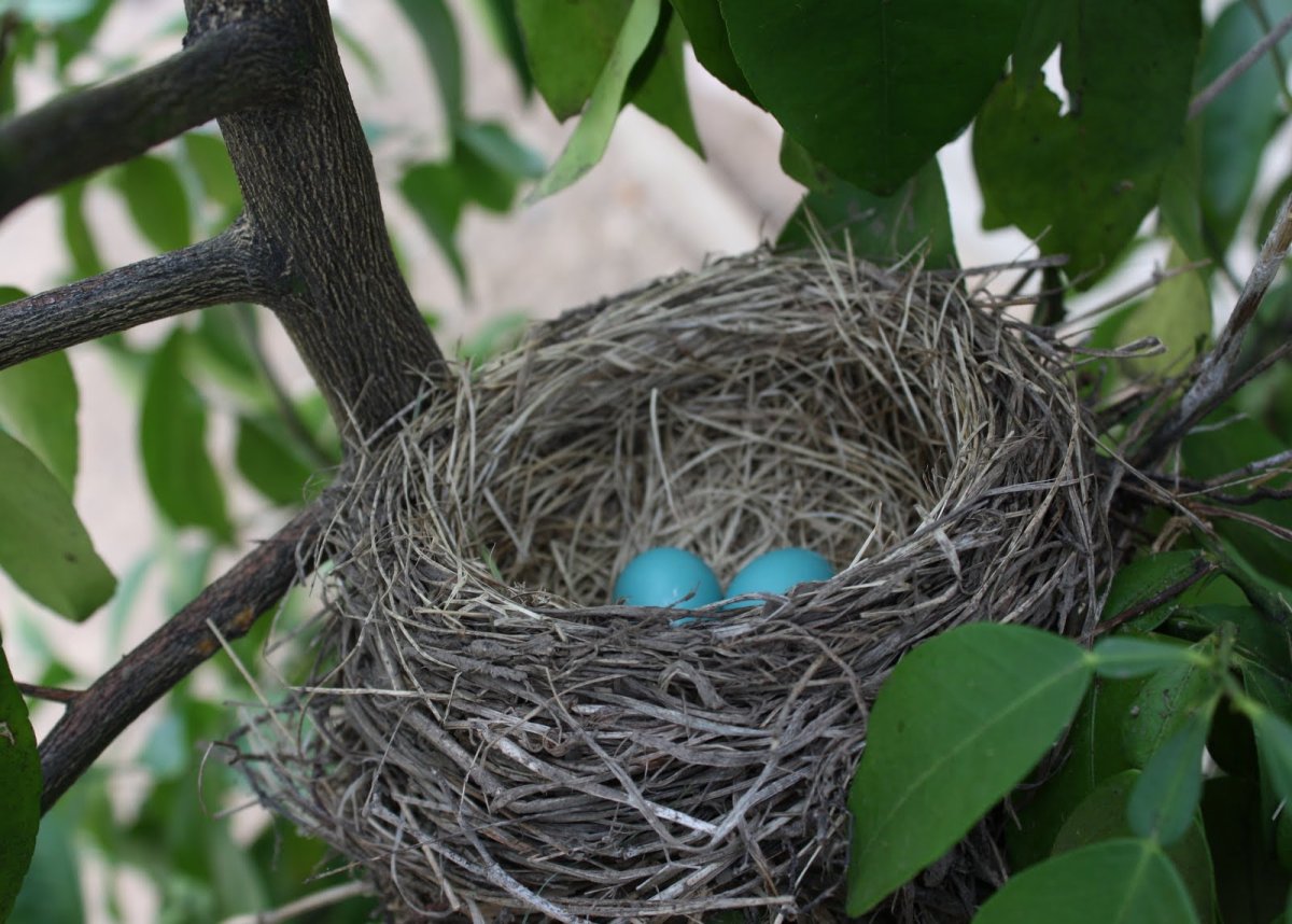 Гнезда Скворцов