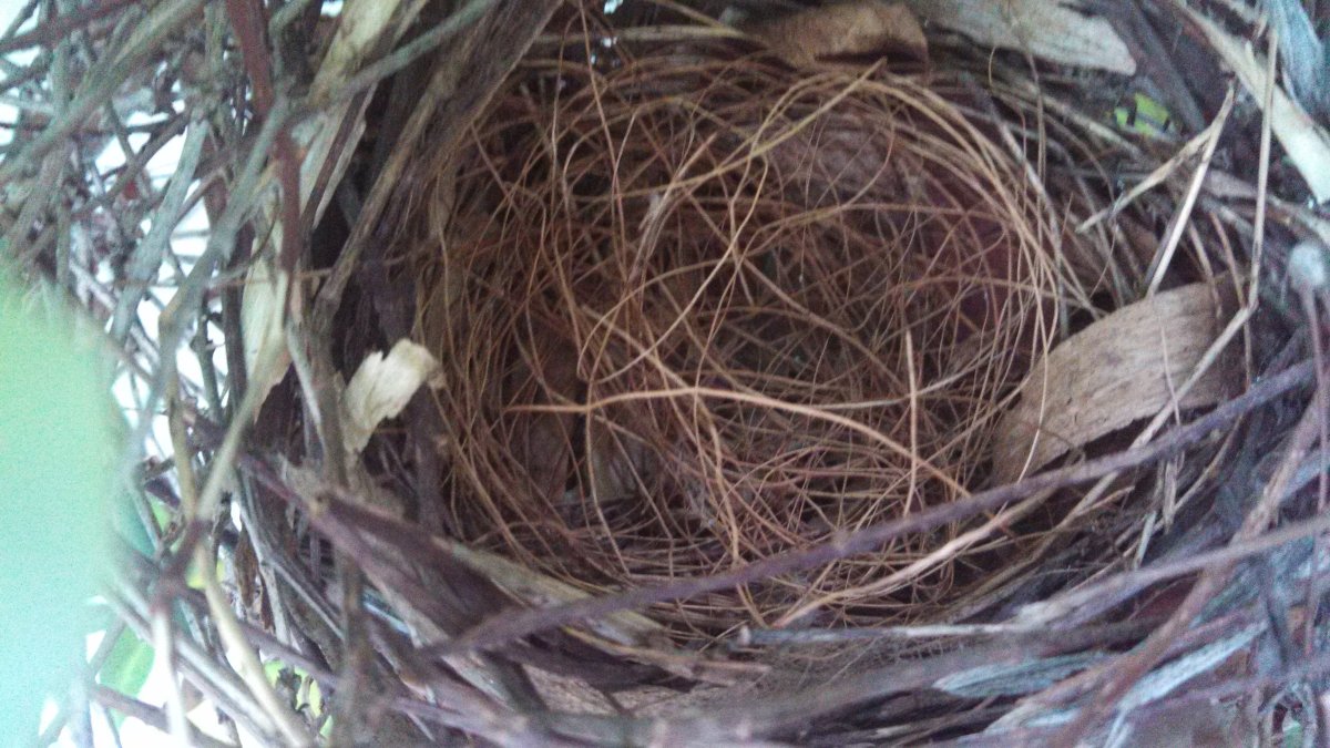 Птичье гнездо Китай