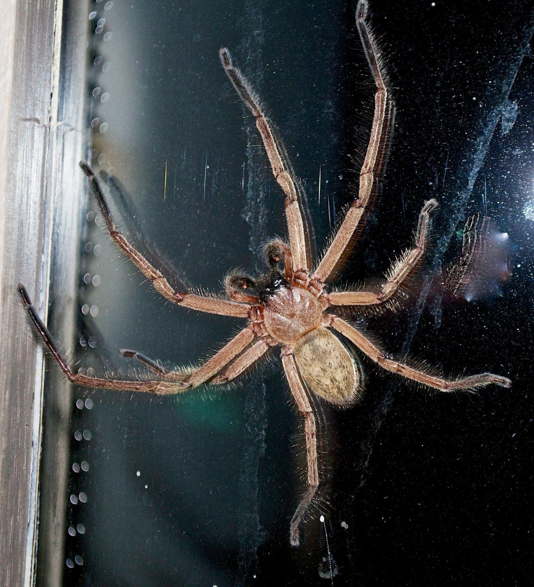 Heteropoda venatoria гетеропода венатория