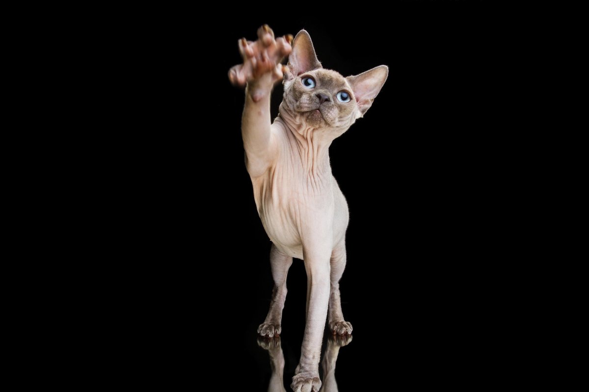 Корниш рекс кошка