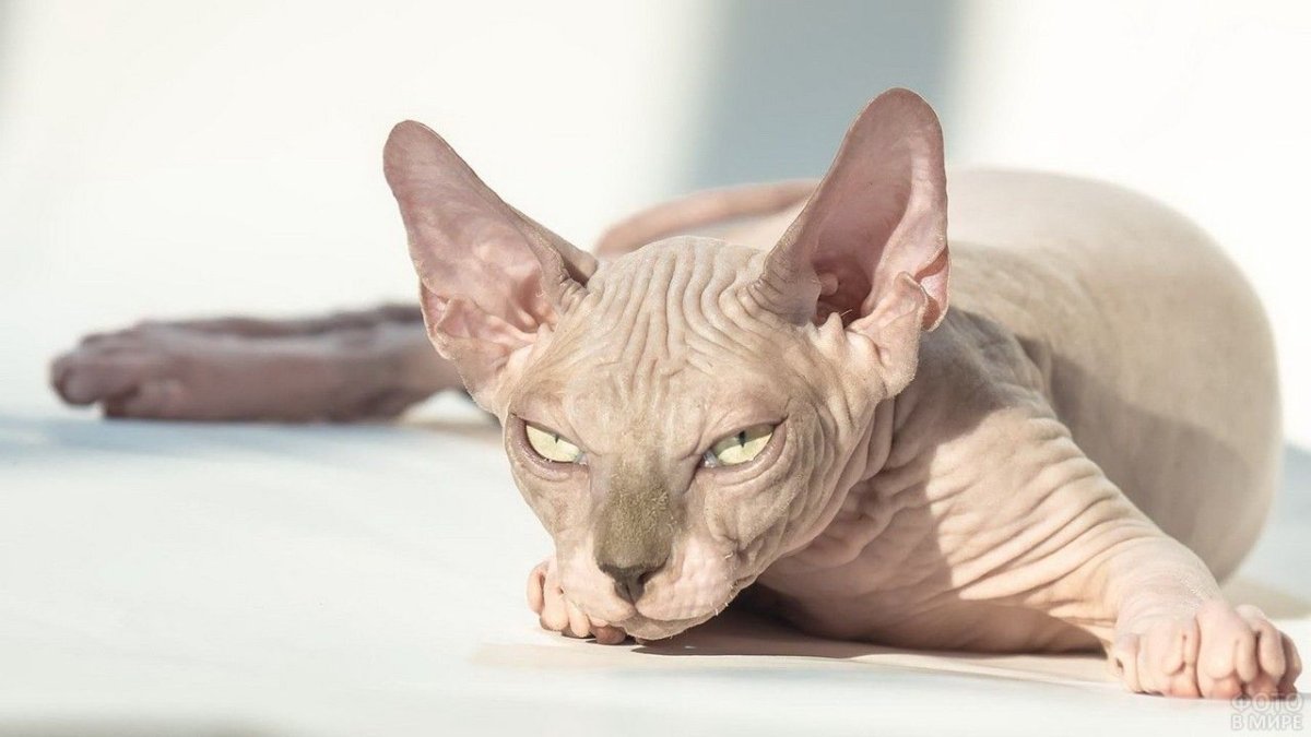 Донской сфинкс черный