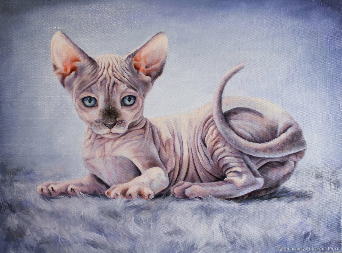 Обои коты сфинксы