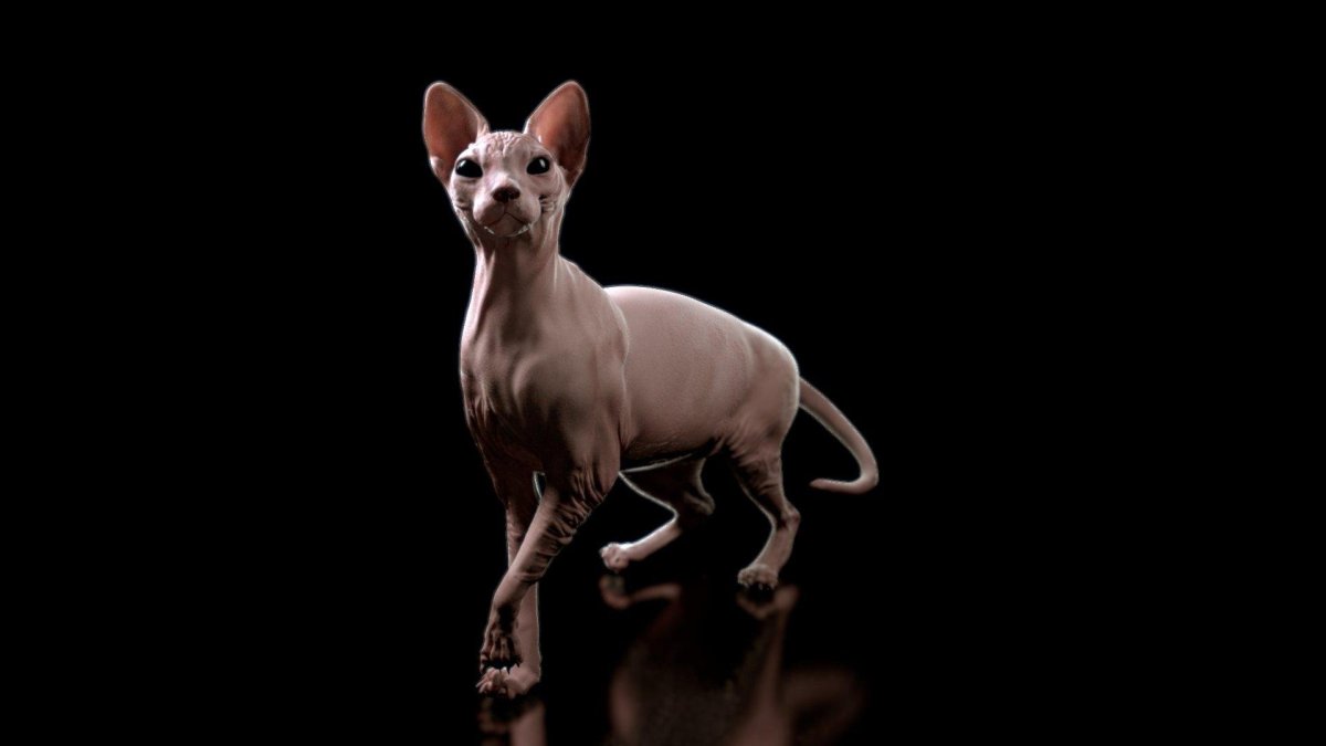 Сфинкс кошка