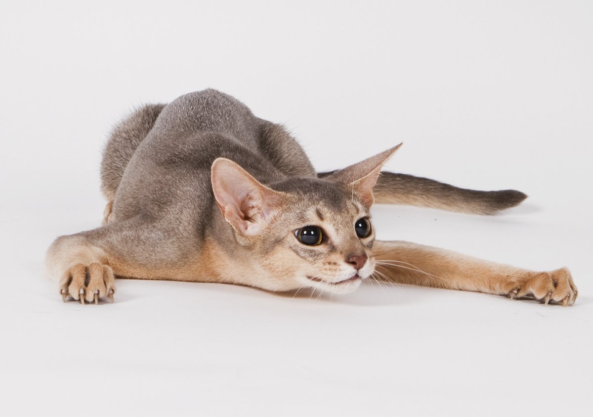 Лысые кошки