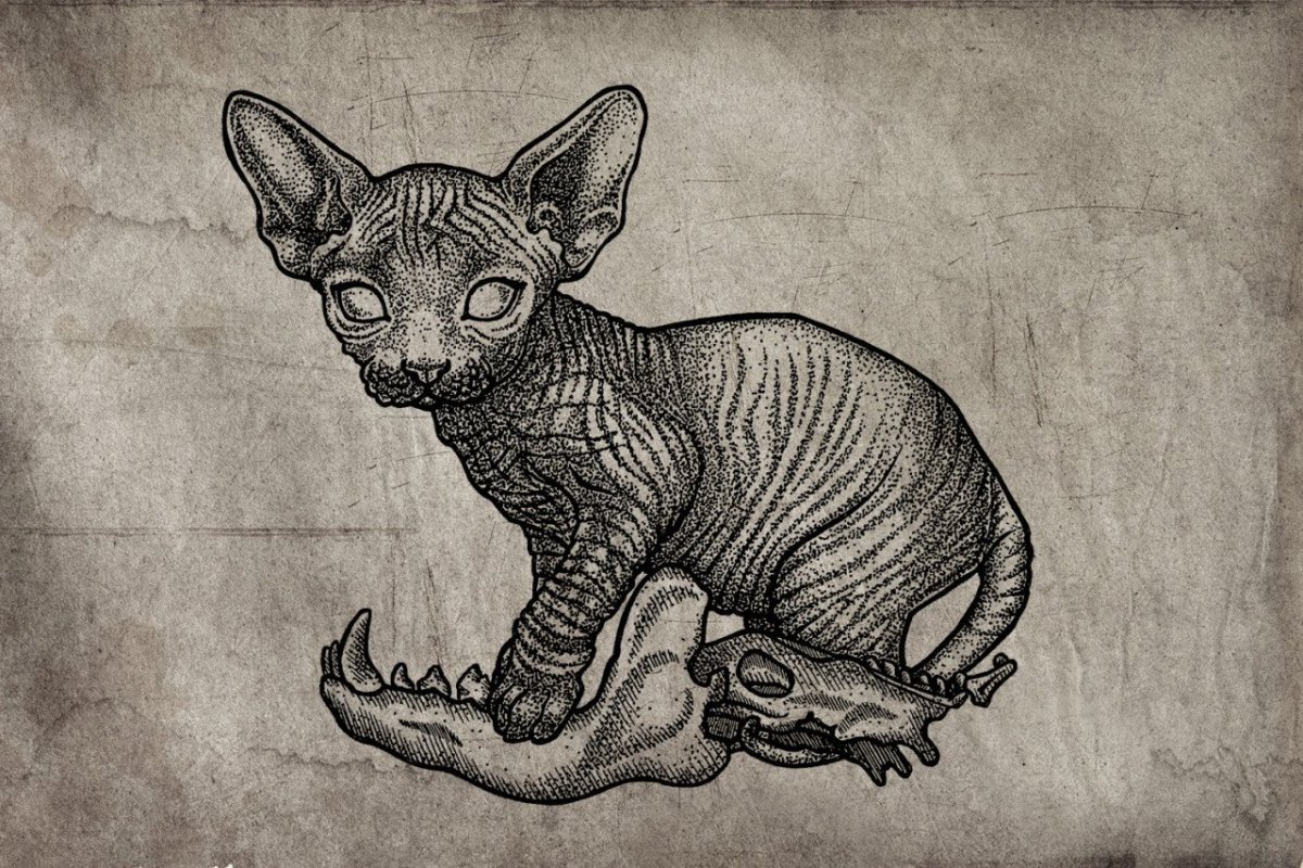 Черно белая Ориентальная кошка